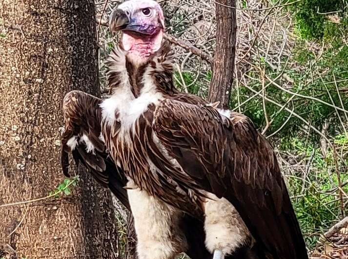 This handout photo from  the Dallas Zoo shows Pin, a 35-year-old endangered vulture that was found dead earlier this month