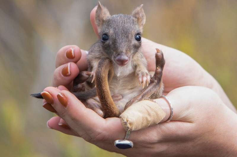 This handout picture released by WWF Australia shows a juvenile male brush-tailed bettong - a rare, very cute marsupial resembli