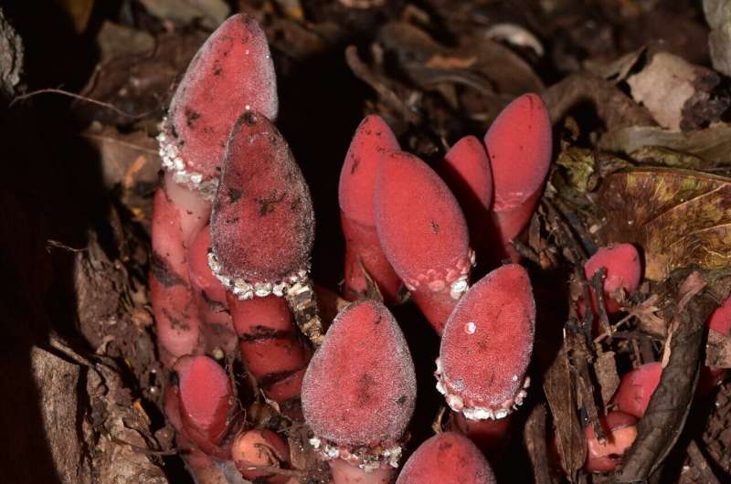 This parasitic plant convinces hosts to grow into its own flesh—it's also an extreme example of genome shrinkage