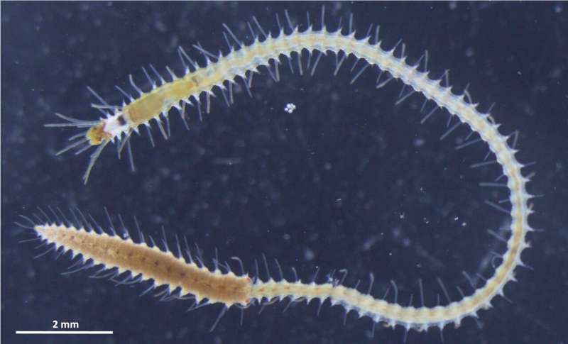 This sea worm's butt swims away, and now scientists know how