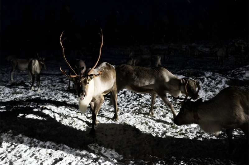 This year some 42 Norwegian reindeer have crossed the boundary to graze in the Russian national park Pasvik Zapovednik