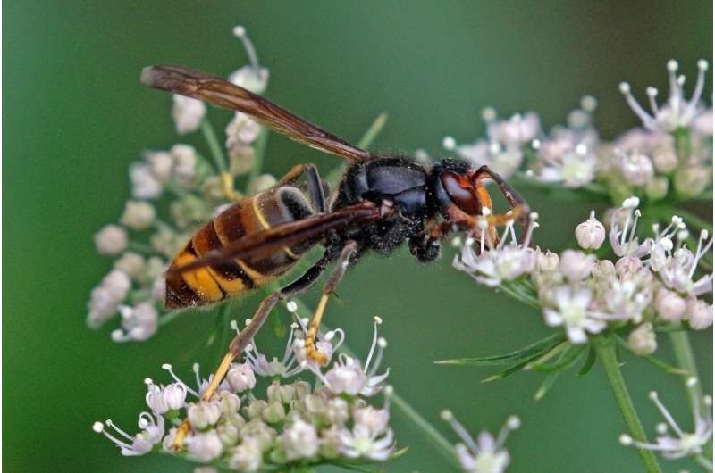Threatened Georgia pollinators face a new foe: The voracious 'bee hawk'