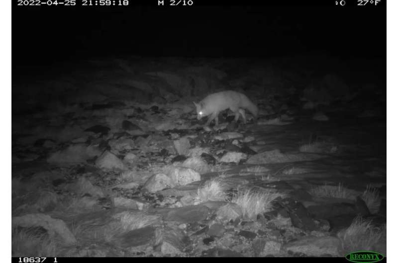 Threatened red fox pops up south of Yosemite, increasing species' survival chances
