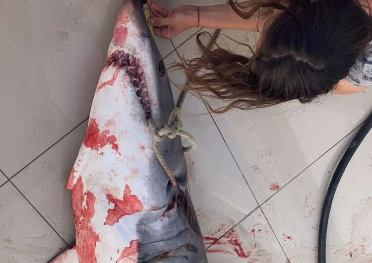 Threatened sharks and rays caught off Cyprus