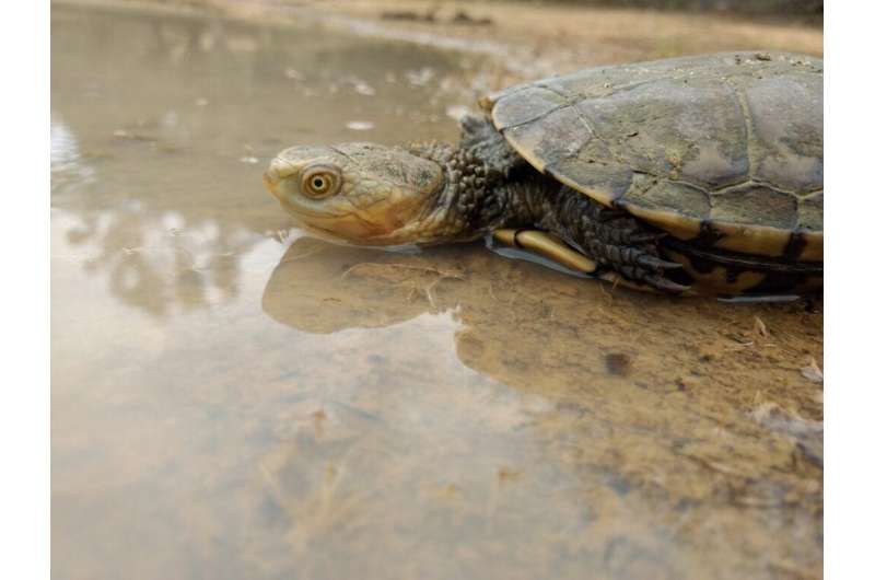 Threatened turtles carry the weight of climate change on their backs