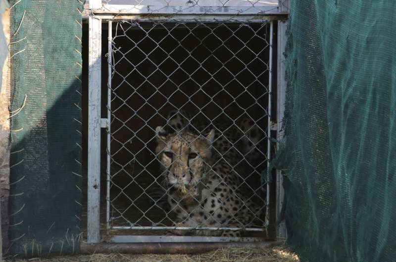 Three cheetah cubs die in India amid sweltering heat wave