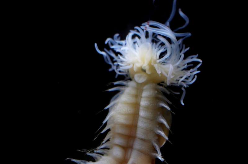Three newly discovered sea worms that glow in the dark named after creatures from Japanese folklore and marine biologist