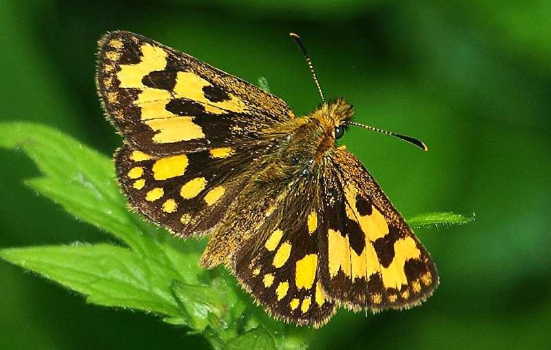 Three out of four populations of rare butterflies have been lost