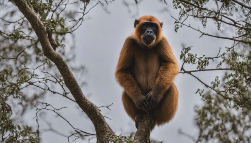 Three surprising reasons human actions threaten endangered primates
