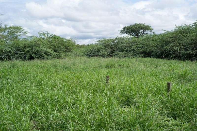 Three ways to fight invasive Prosopis juliflora tree in Eastern Africa all proved very effective, new study shows