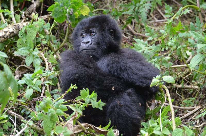 Thriving in the face of adversity: Resilient gorillas reveal clues about overcoming childhood misfortune