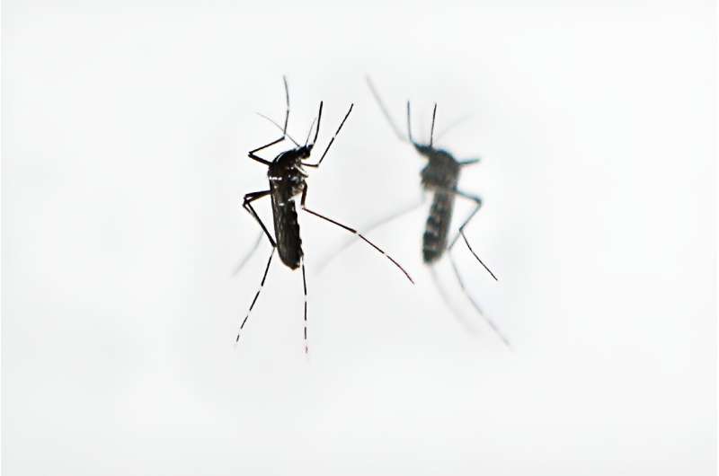 Tiger mosquitoes arrived in France in 2004 and have spread across the country since