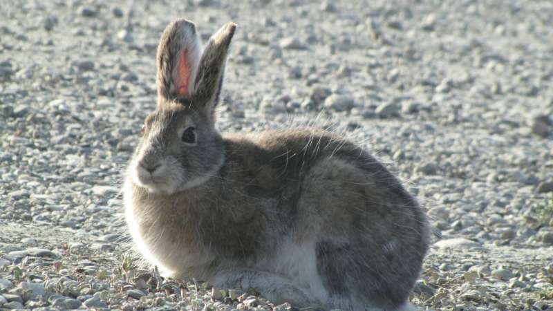 Timing of snowshoe hare winter color swap may leave them exposed in changing climate, study finds
