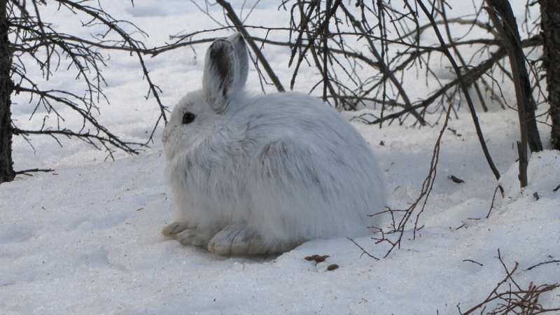 Timing of snowshoe hare winter color swap may leave them exposed in changing climate, study finds