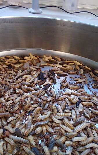 Tiny army marches on compost: How soldier fly larvae could reduce food waste