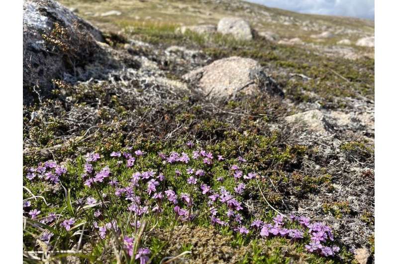 Tiny but tenacious: arctic-alpine plants are engineers and warning bells