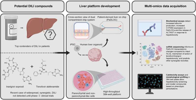 Tiny model organs detect liver toxicity of new drugs