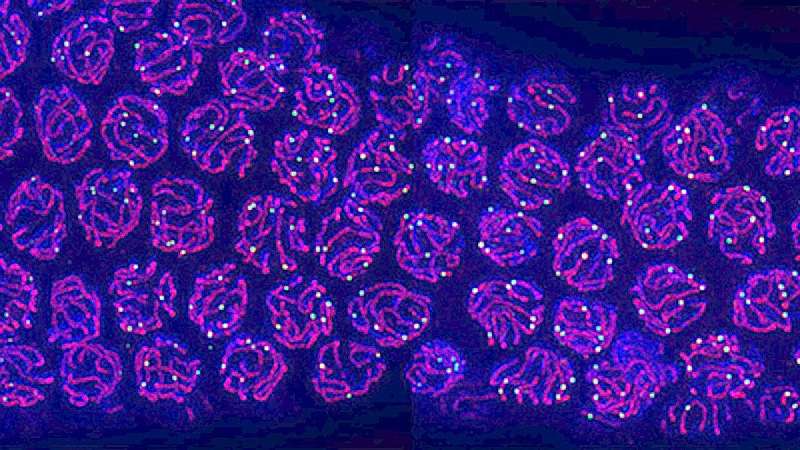Tiny worms are helping UO scientists better understand fertility
