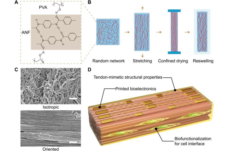 Tissue Engineering - developing bioinspired multi-functional tendon-mimetic hydrogels