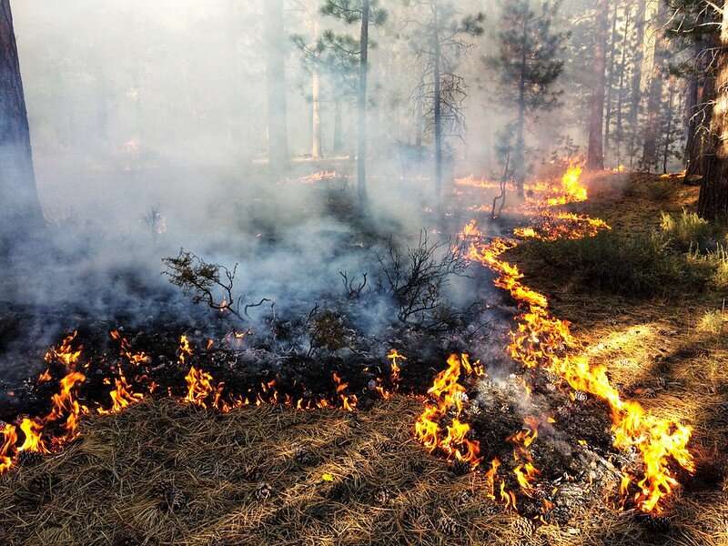 To help dry forests, fire needs to be just the right intensity, and happen more than once