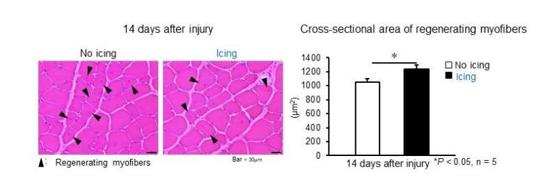 To ice or not to ice? Icing promotes muscle regeneration after mild injury