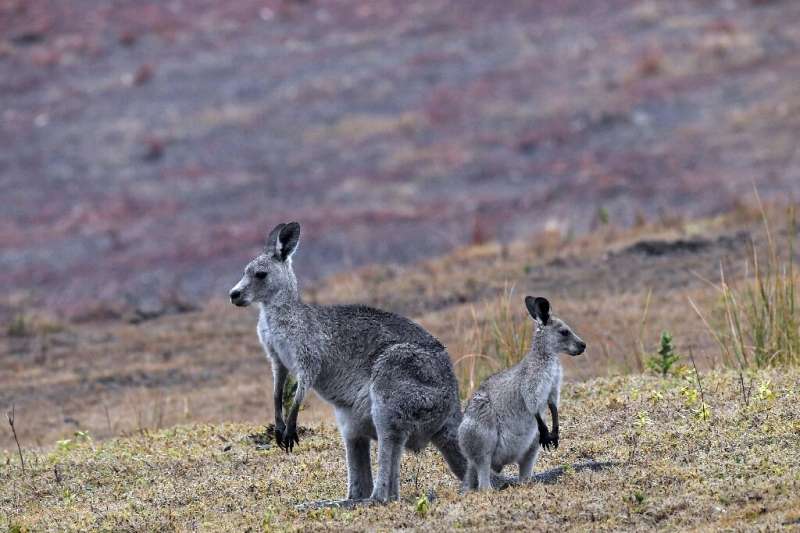 To outsiders, the kangaroo is an instantly-recognisable symbol of the Australian wilderness, but within the country the native a