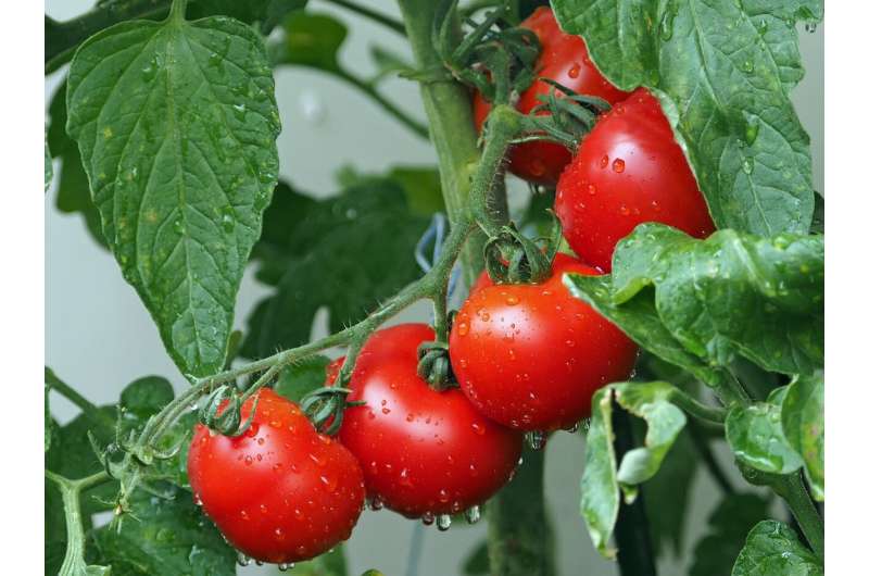 tomato plant