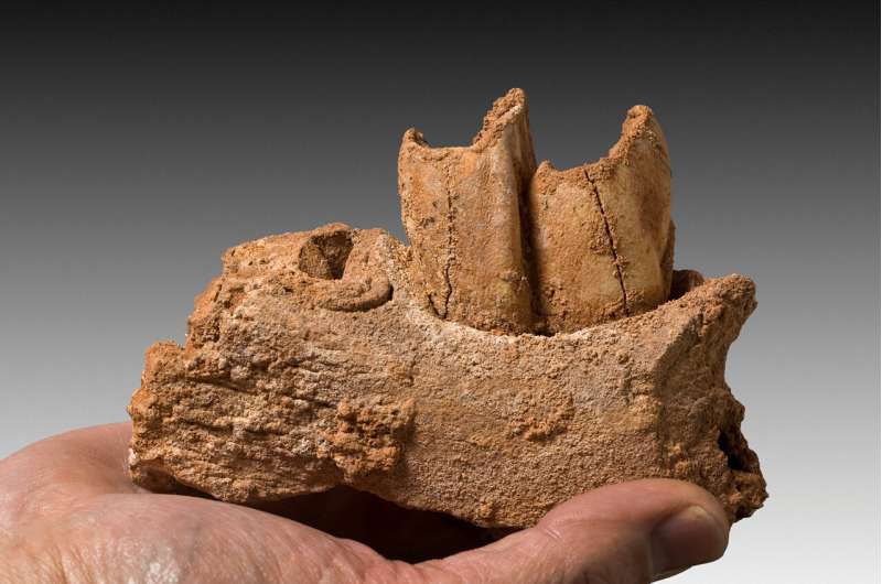 Tooth enamel provides clues to hunter-gatherer lifestyle of Neanderthals
