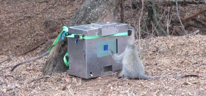 Touchscreen device proves useful for studying wild primates