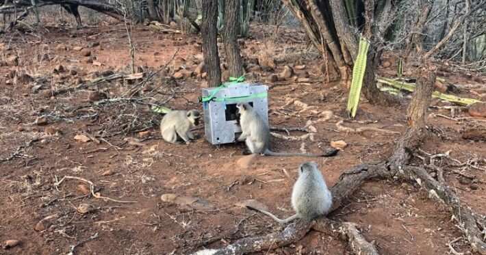 Touchscreen device proves useful for studying wild primates