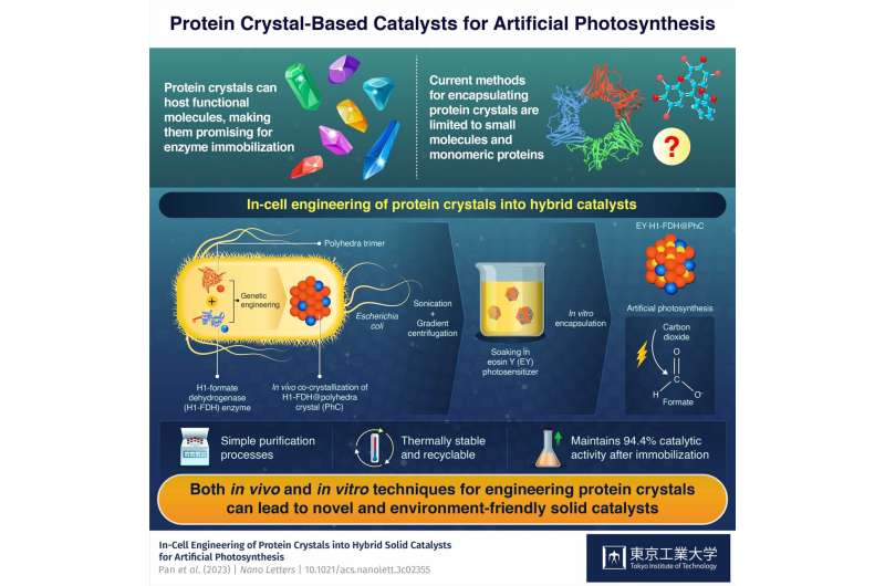 Op weg naar kunstmatige fotosynthese met engineering van eiwitkristallen in bacteriën