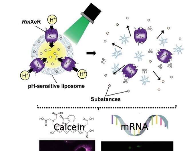 Towards new light-responsive carriers for intracellular substance delivery