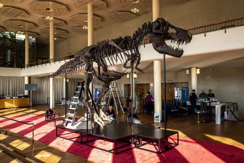 Towering 3.9 metres (12.8 feet), the skeleton is made up of bone material from three T-Rex specimens