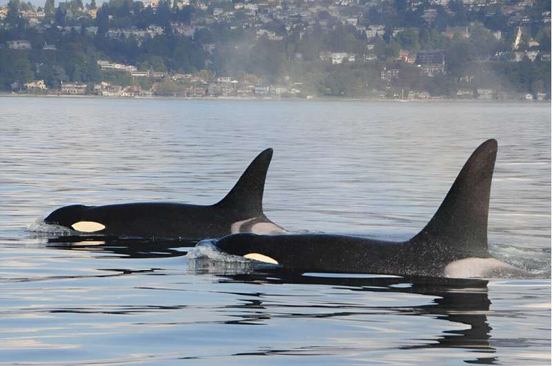 Toxic chemicals found in oil spills and wildfire smoke detected in killer whales
