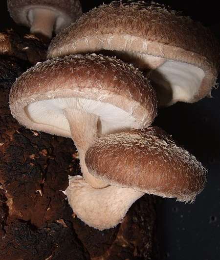 Tracing the evolution of shiitake mushrooms