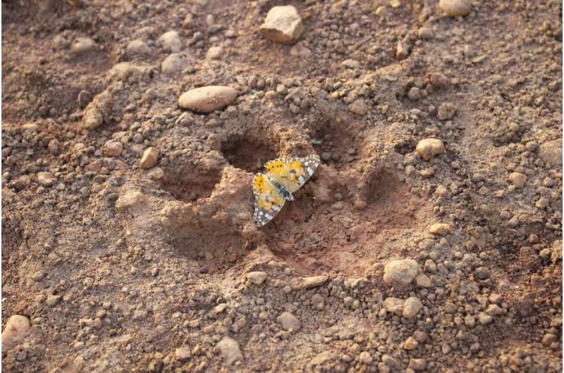Tracing the migration path of painted ladies across Africa