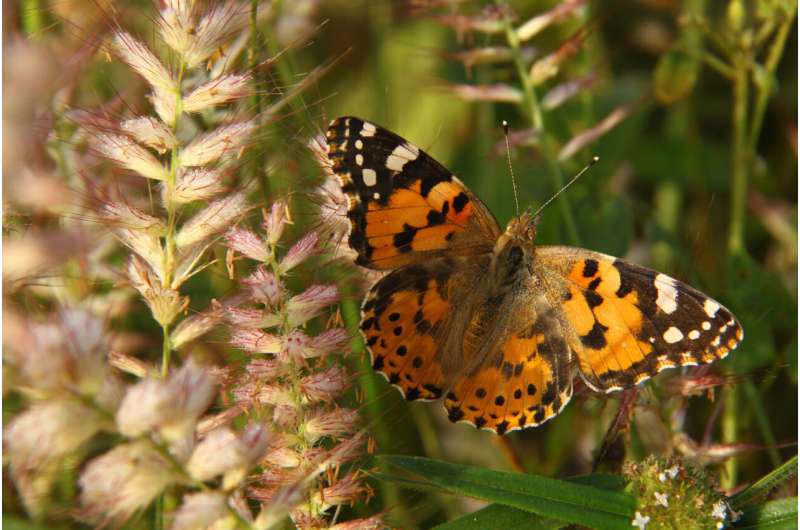 Tracing the migration path of painted ladies across Africa