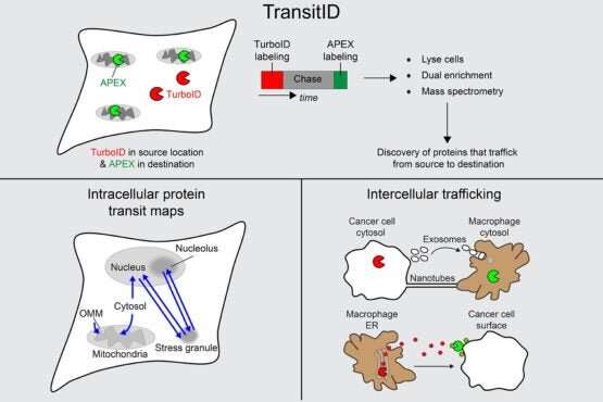 Tracking protein traffic in living cells