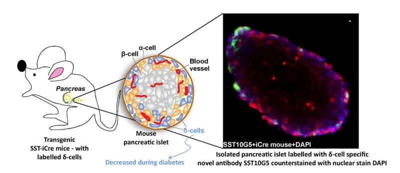 Tracking somatostatin for early diabetes detection 