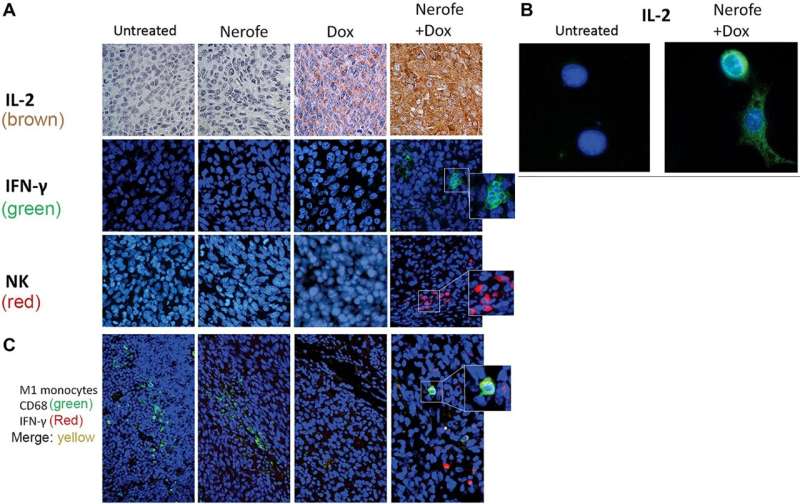 Transformation of immunosuppressive mtKRAS tumors into immunostimulatory tumors by Nerofe and Doxorubicin