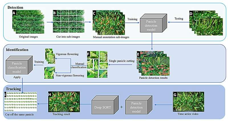 Transforming rice phenotyping: Advanced deep learning models enhance panicle analysis and nitrogen impact studies