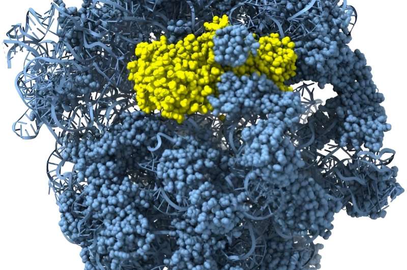 Translation inhibition in CRISPR-Cas antiviral defense system
