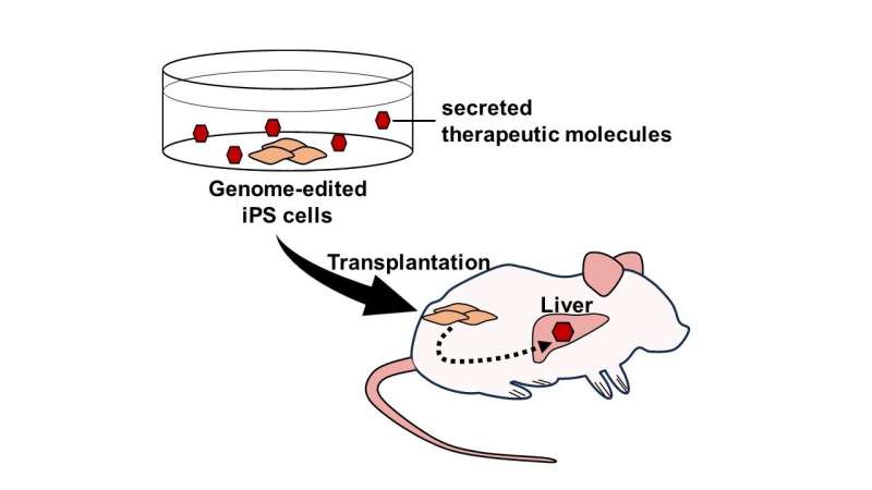 Transplantation of genome-edited iPS cells delivers therapeutic molecules in vivo