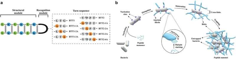 Trapping and killing superbugs with novel peptide 'nanonets'
