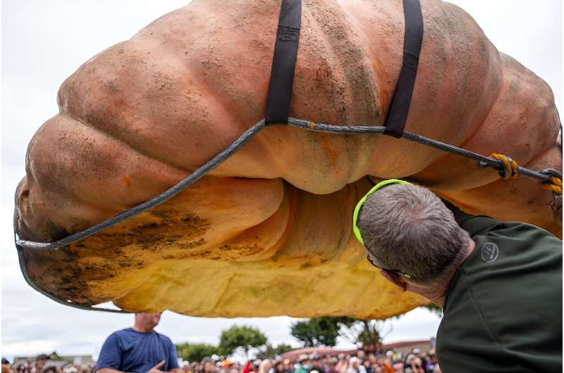 Travis Gienger's 2,749-pound champion pumpkin is weighed at the Half Moon Bay World Championship Pumpkin Weigh-Off in California