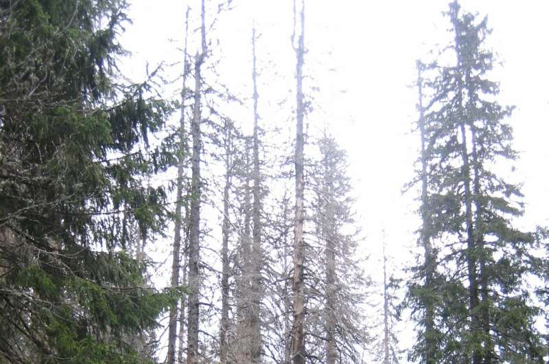 Tree mortality in the Black Forest on the rise