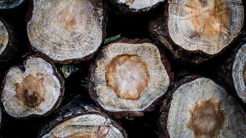 Tree ring width predicted by machine learning
