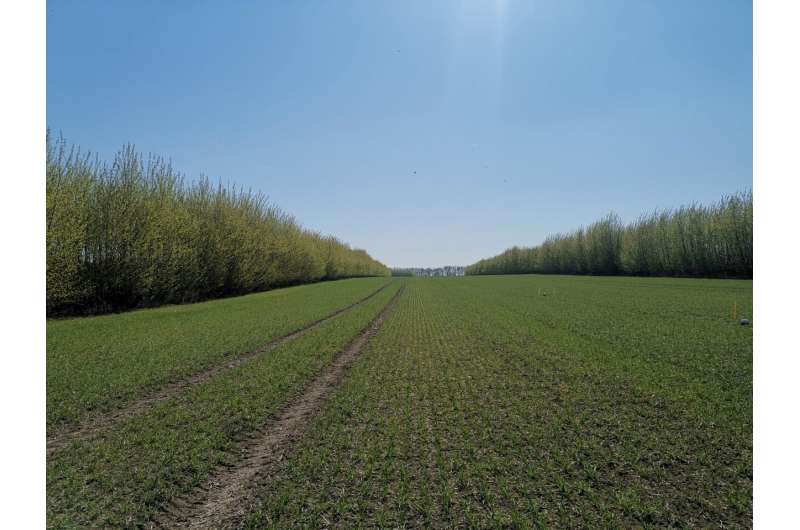 Tree rows in modern agriculture reduce damage to environment