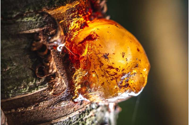 Trees as old as time: tree resin reconstructs million-year old ecosystems