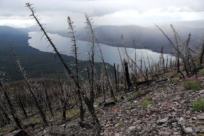 Trees burned by the 2017 Sprague Creek Fire in Glacier National Park, Montana -- a landmark climate trial brought by youth activ